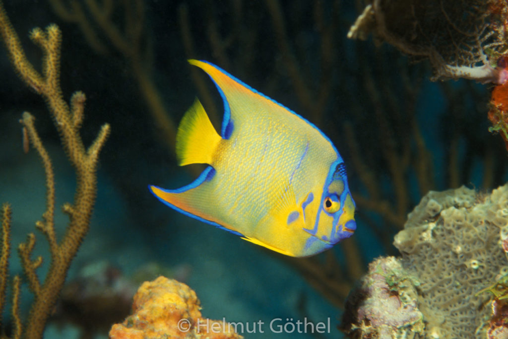 Holacanthus ciliaris, Blaustirn-, Diadem-Kaiserfisch, juv, 006, KarBeq_1991-10.jpg