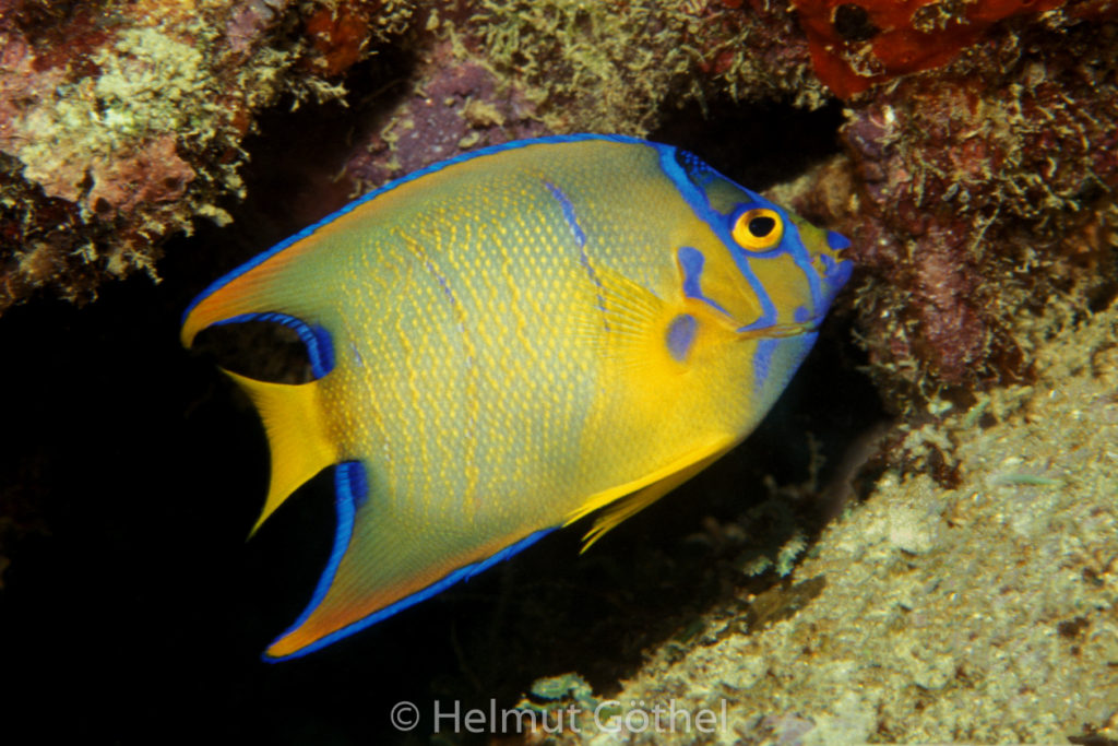 Holacanthus ciliaris, Blaustirn-, Diadem-Kaiserfisch, juv, 044, KarBeq_1991-10.jpg