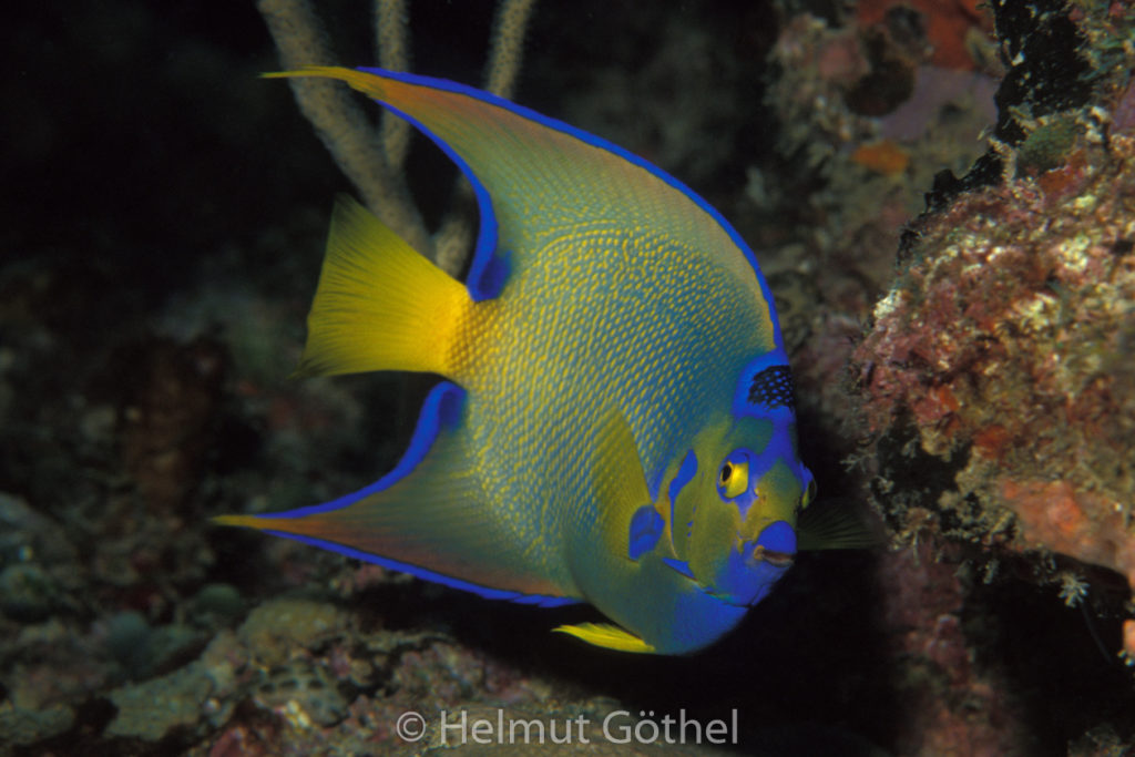 Holacanthus ciliaris, Diadem-Kaiserfisch, 003, KarBeq_1991-10.jpg