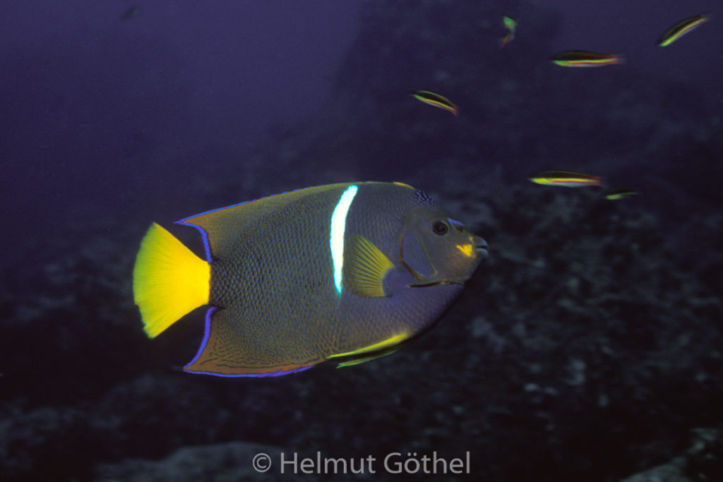 Holacanthus passer, Mexikanischer Kaiserfisch, 005, GalWoShBa_1996-10.jpg
