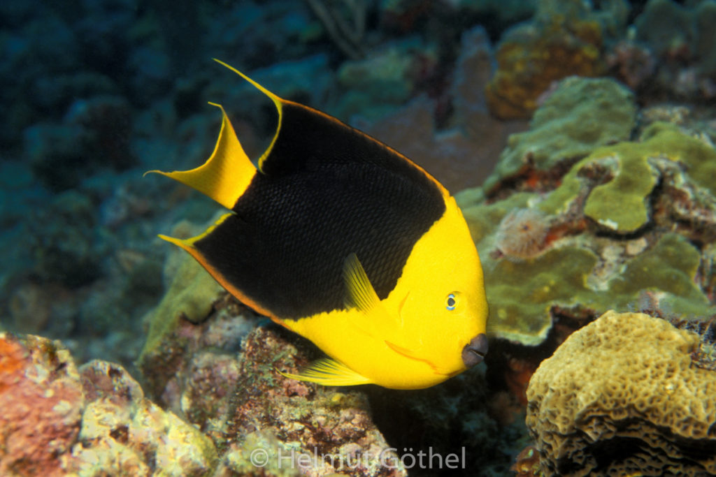 Holacanthus tricolor, Felsenschönheit, Dreifarben-Kaiserfisch, 004, KarBeq_1991-10.jpg