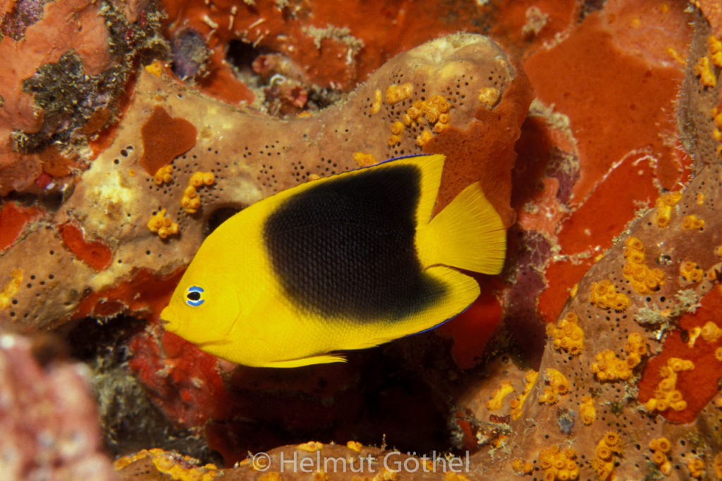 Holacanthus tricolor, Felsenschönheit, Dreifarben-Kaiserfisch, 005, KarBeq_1991-10.jpg