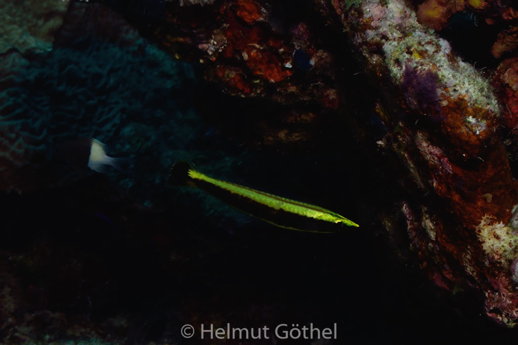 Hologymnosus annulatus, Gestreifter Hechtlippfisch, juvenil, RMCoBeHaRisü_2014-06-27, nachm, DSC_5525.jpg