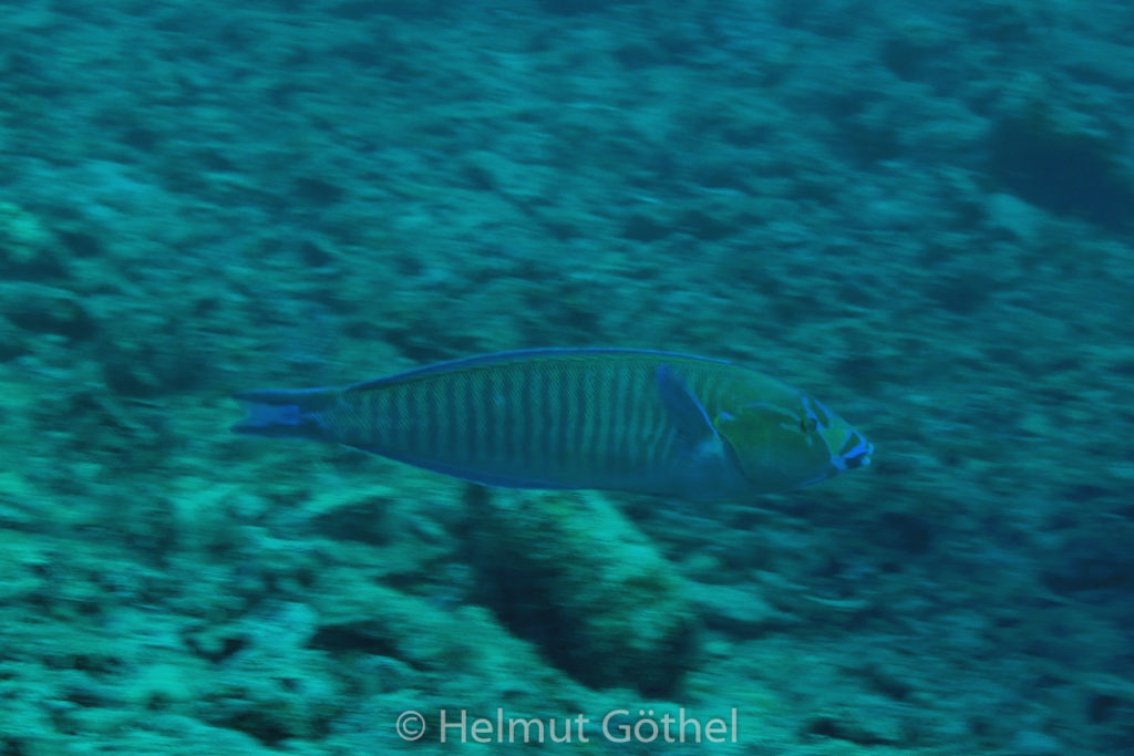 Hologymnosus annulatus, Gestreifter Hechtlippfisch, Männchen, kor, RMUBHaRisü_2012-08-16, DSC_0326.jpg