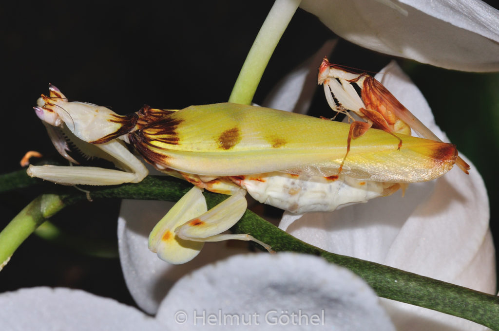 Hymenopus coronatus, Orchideen-Mantis, Paarung, DSC_0450.jpg