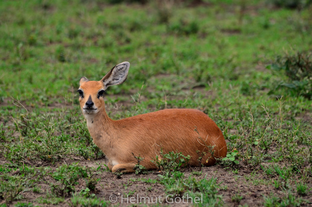 Impala, Schwarzfersenantilope, Aepyceros melampus, Weibchen, TanNdu_2017-02-25, TEL_3563.jpg