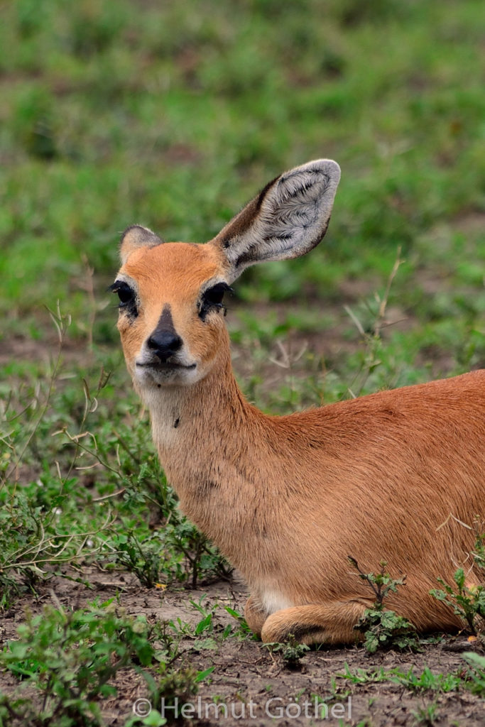 Impala, Schwarzfersenantilope, Aepyceros melampus, Weibchen, TanNdu_2017-02-25, TEL_3563-A.jpg