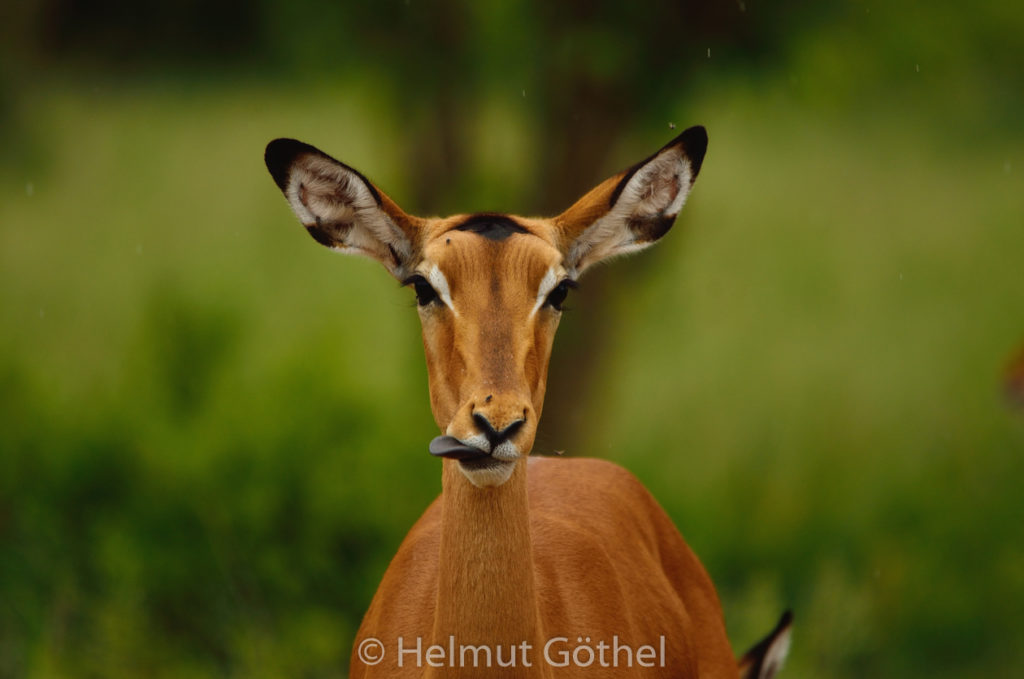 Impala, Schwarzfersenantilope, Aepyceros melampus, Weibchen, TanTarSilSwa_2017-03-04, TEL_7736.jpg