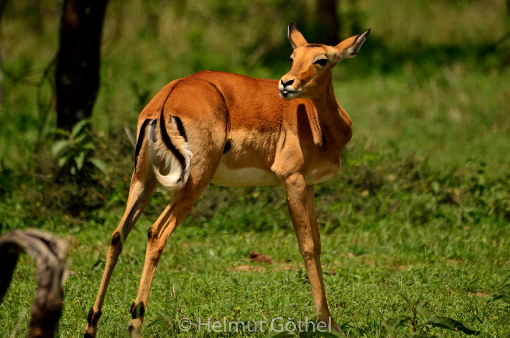 Impala, Weibchen, TanSer_2017-03-01. TEL_5965.jpg