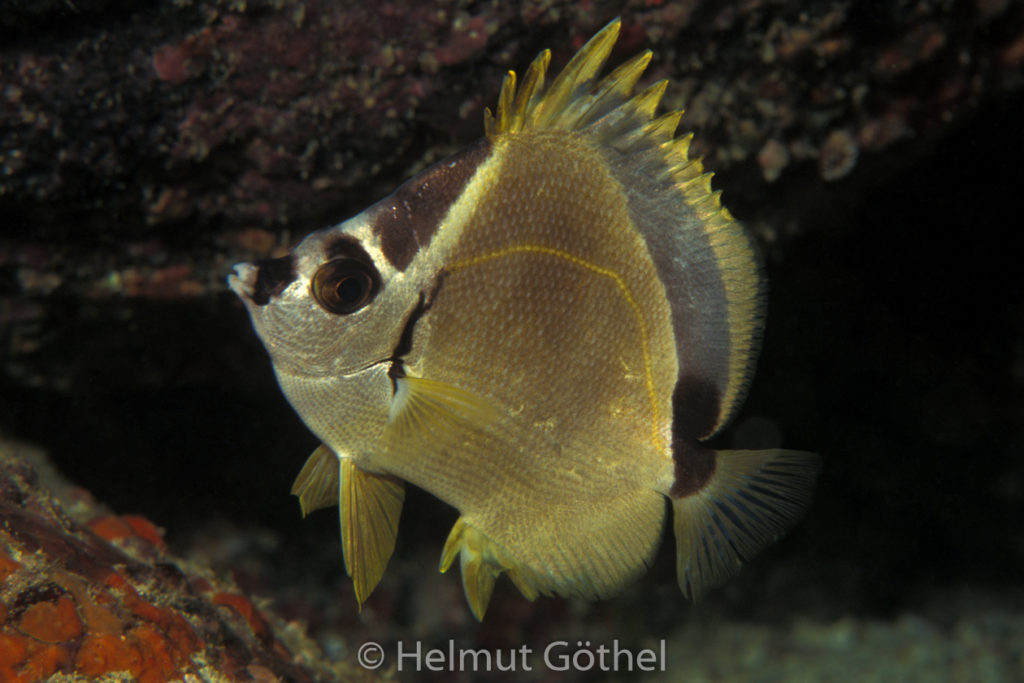 Johnrandallia nigrirostris, 005, GalPlNo, nacht_1996-10.jpg