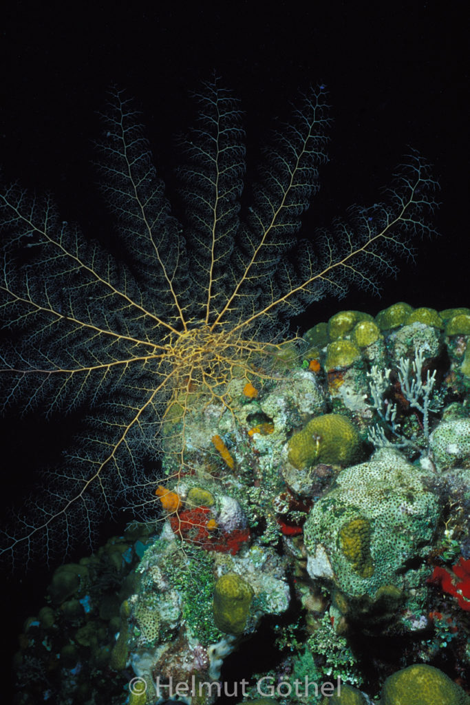 Karibisches Gorgonenhaupt, Astrophyton muricatum, 01, KarHonRoMaEeGa, nacht, 2001-07.jpg