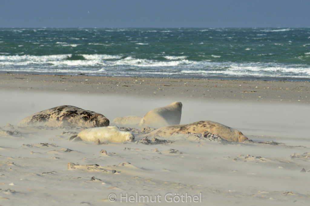 Kegelrobbe, 2 Babys, Bulle + 2 Weibchen, Sandverwehung, Helgoland Düne Nordstrand_2015-12-04, DSC_4958.jpg