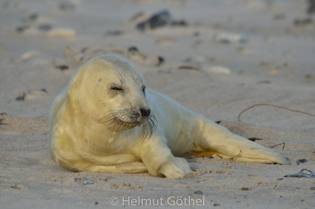 Kegelrobbe, Baby, Helgoland Düne Nordstrand_2015-12-04, DSC_4880.jpg