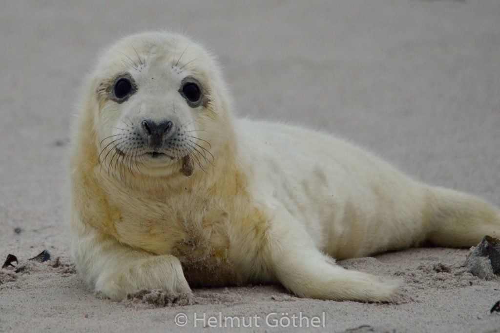 Kegelrobbe, Baby, Helgoland Düne_2015-12-04, DSC_4021 A.jpg