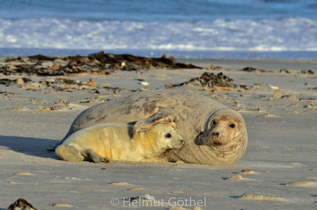 Kegelrobbe, Mutter +Baby, Helgoland Düne Nordstrand_2015-12-04, DSC_4769.jpg