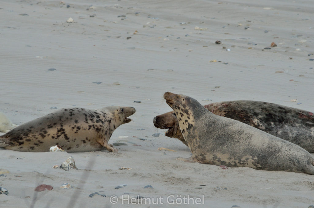 Kegelrobben, Bulle + Weibchen, Paarung, Helgoland Düne Nordstrand_2015-12-04, DSC_5016.jpg
