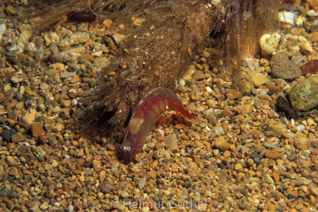 Kurzhorn-Garnele, Processa canaliculata02, MiIbSaMiBu, nacht, 1996-05.jpg