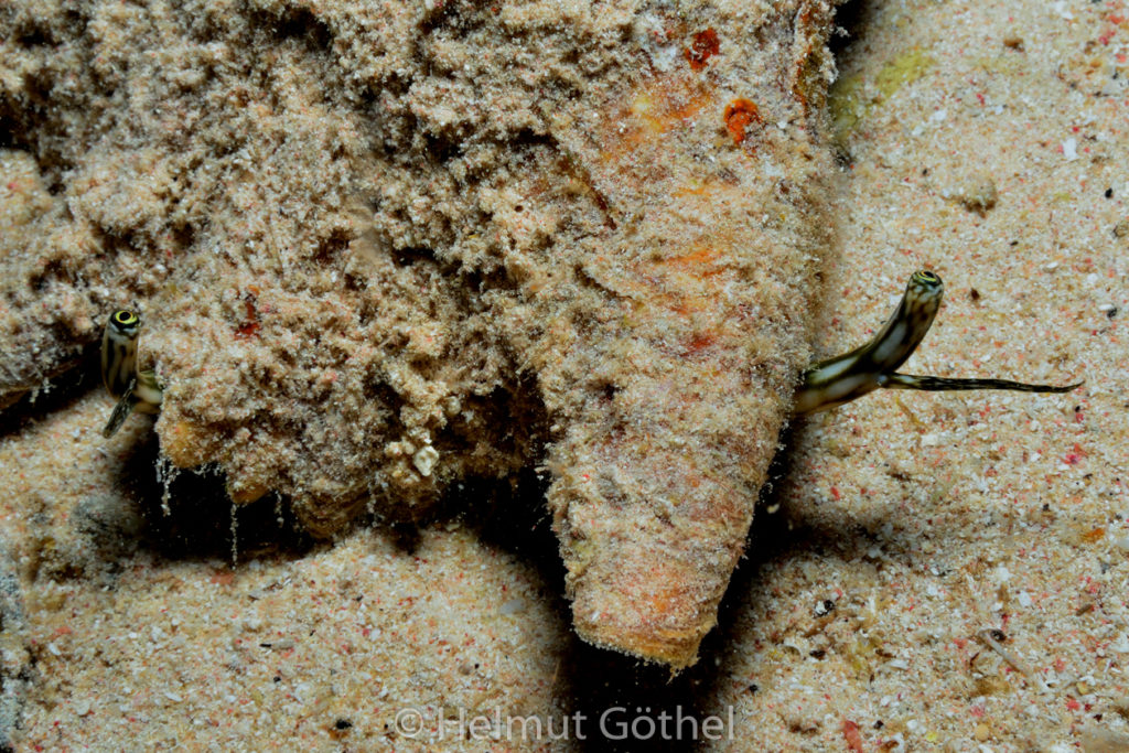 Lambis truncata sebae, Riesen-Flügelschnecke, RMCoBeHaRisü_2014-07-06, nacht, DSC_6801.jpg