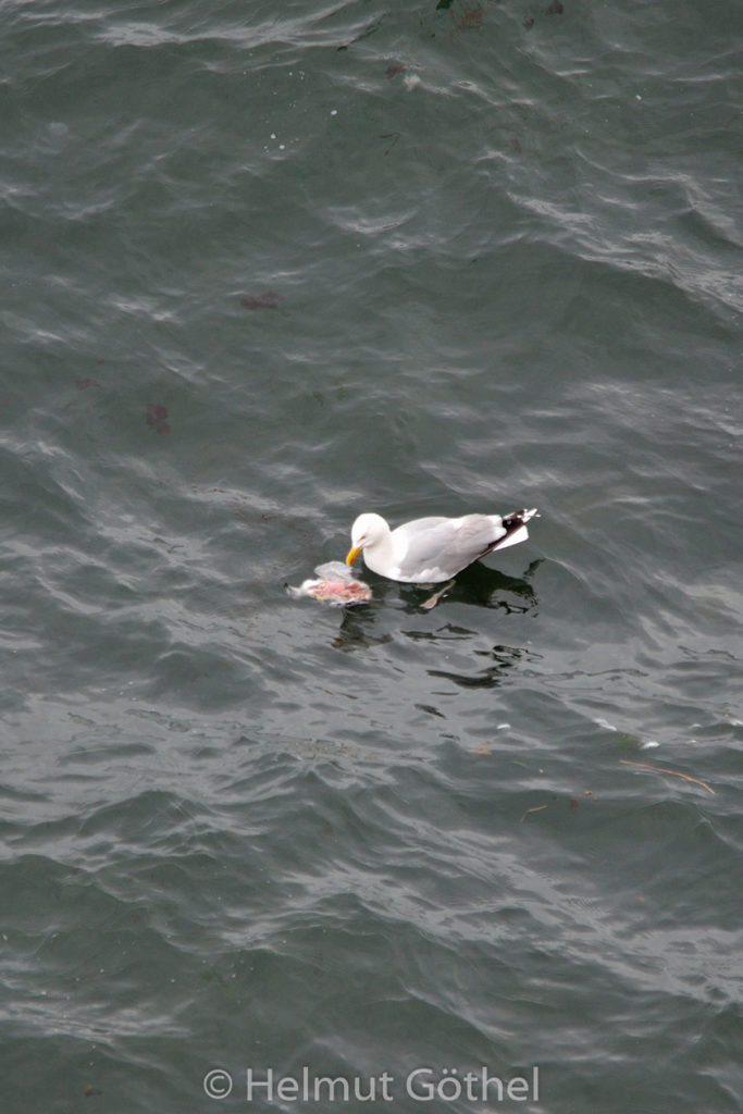 Larus argentatus, Silbermöwe, fressend an Kadaver Trottellumme Jungtier, Helgoland 2015-06-17, DSC_0322.jpg