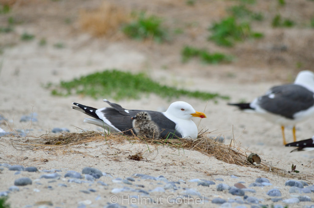 Larus fuscus, Heringsmöve, Nest mit Küken, 2015-06-20, DSC_1637.jpg