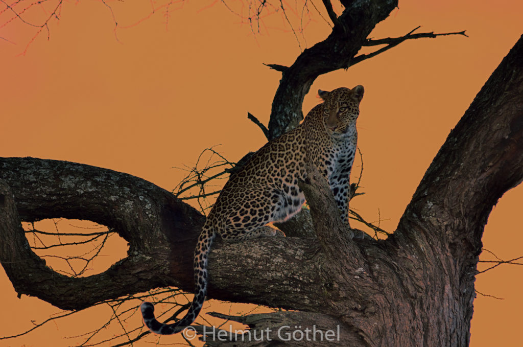 Leopard, Panthera pardus, TansNdu_2017-02-25, TEL_3760 k.jpg