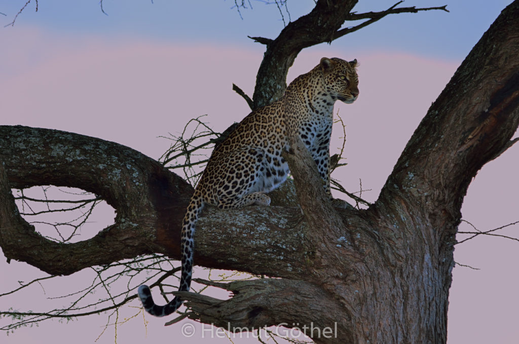 Leopard, Panthera pardus, TansNdu_2017-02-25, TEL_3764.jpg