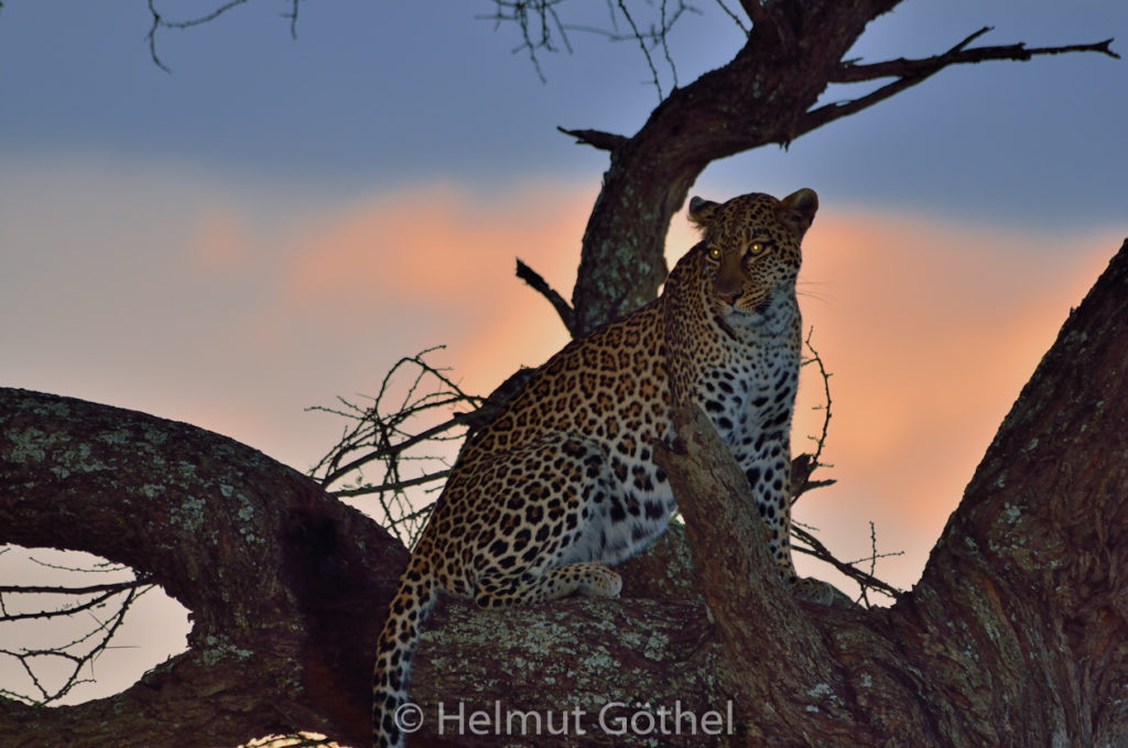 Leopard, Panthera pardus, TansNdu_2017-02-25, TEL_3765.jpg