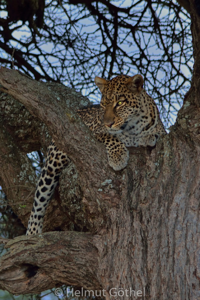 Leopard, Panthera pardus, TansNdu_2017-02-25, TEL_3776-A.jpg