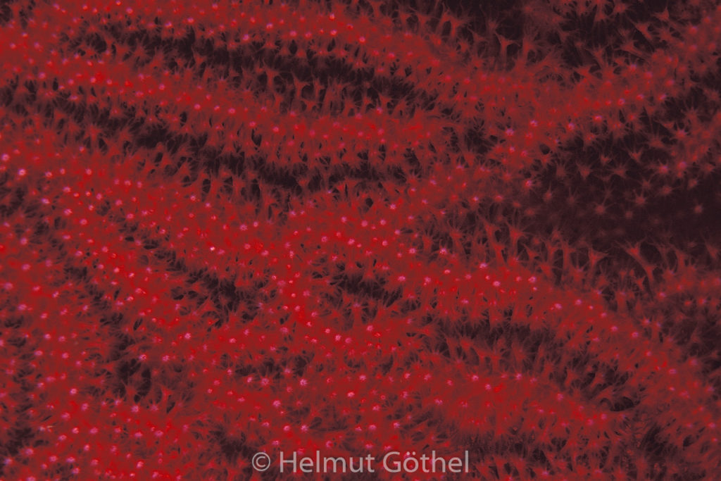 L´Estartit, Islas Medas, 160, Medaillot, 2011.jpg