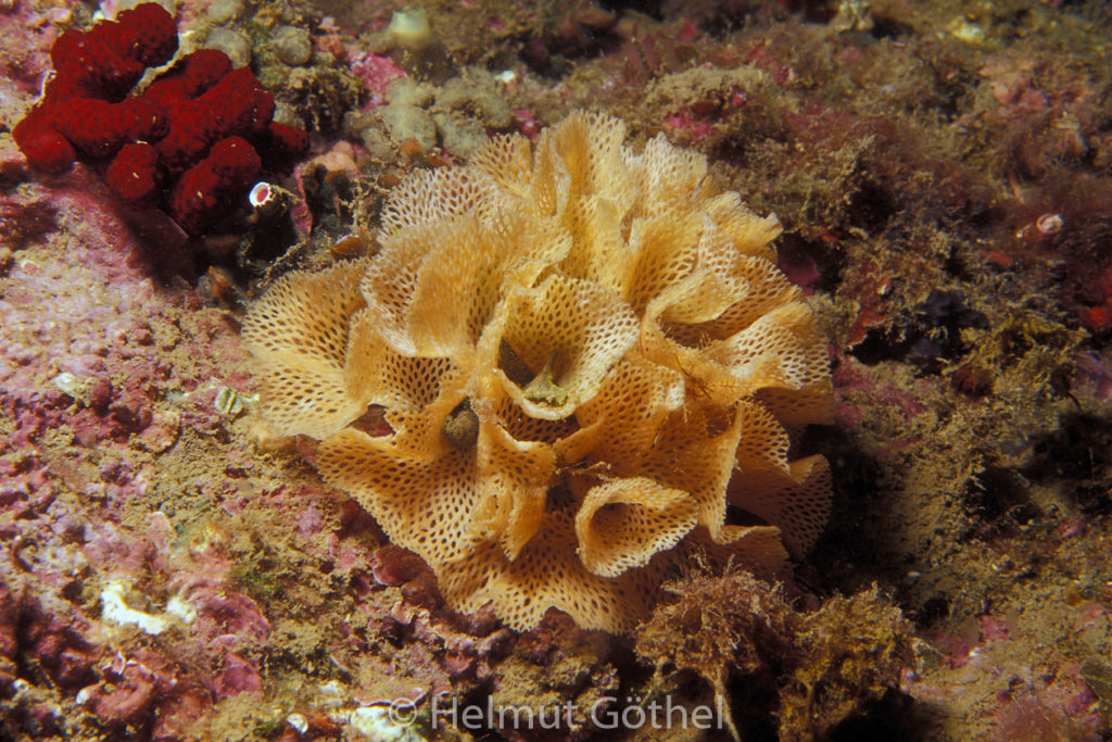 L´Estartit, Islas Medas, 183-1, Pedra de Deu, 2011.jpg
