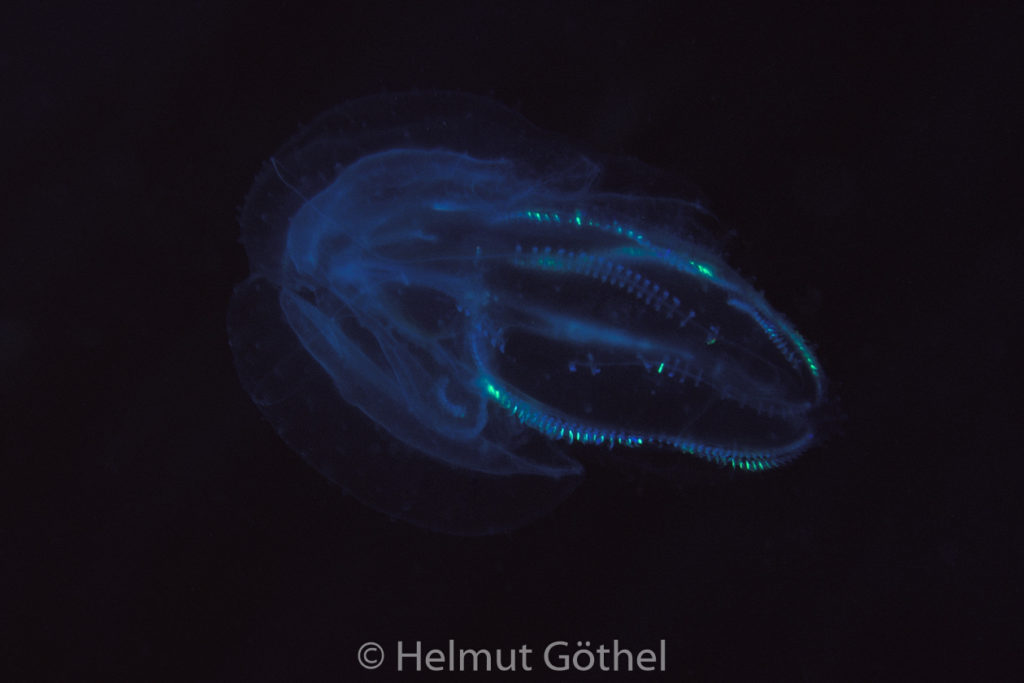 Leucothea multicornis, Rippenqualle, 001, MiIbIsMa2001-07.jpg