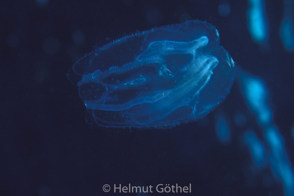 Leucothea multicornis, Rippenqualle, 002, MiIbIsMa2001-07.jpg
