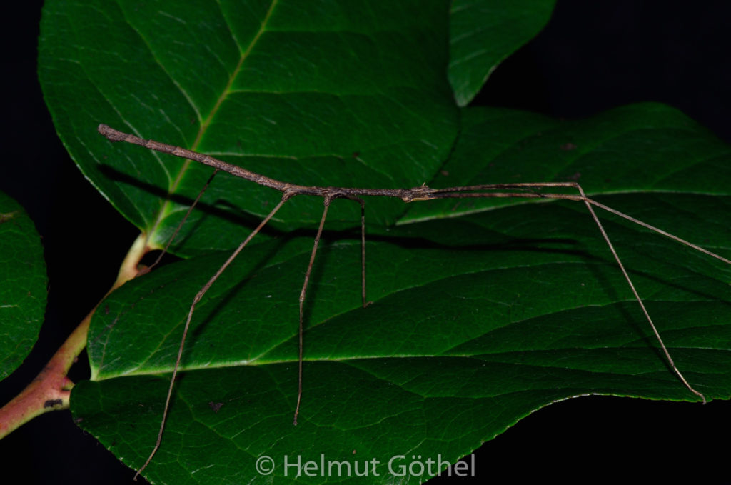 Lobofemora bidoupensis, Männchen, adult, DSC_6676.jpg