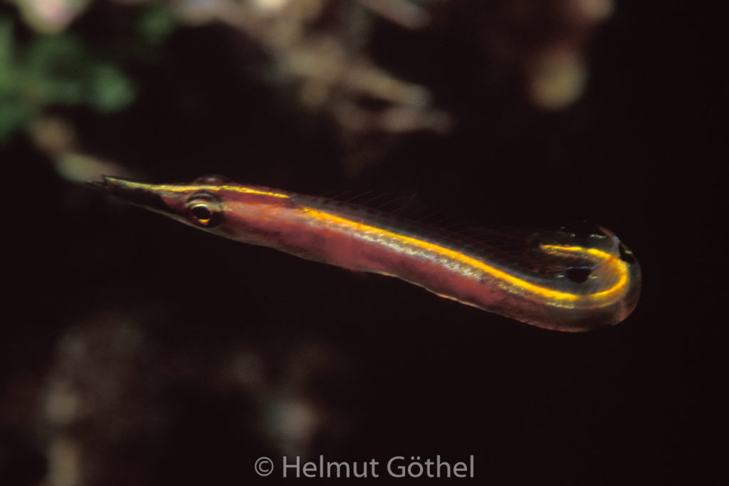 Lucaya blennius zingaro, Pfeil-Hechtschleimfisch, 001, KarRoaHointhWa_2001-07.jpg