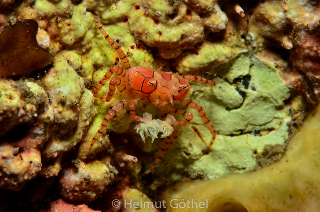 Lybia tesselata, Boxerkrabbe, BaTuBaBe_2017-09-11, UWB_7384.jpg