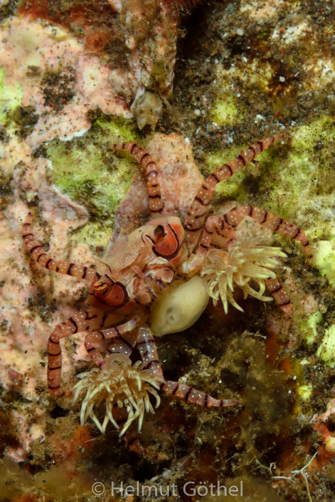 Lybia tesselata, Boxerkrabbe, Parasitismus, BaTuBaBe_2017-09-03, nacht, UWB_5471.jpg