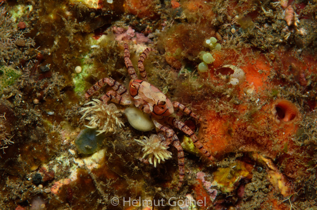 Lybia tesselata, Boxerkrabbe, Parasitismus, BaTuBaBe_2017-09-03, nacht, UWB_5475.jpg