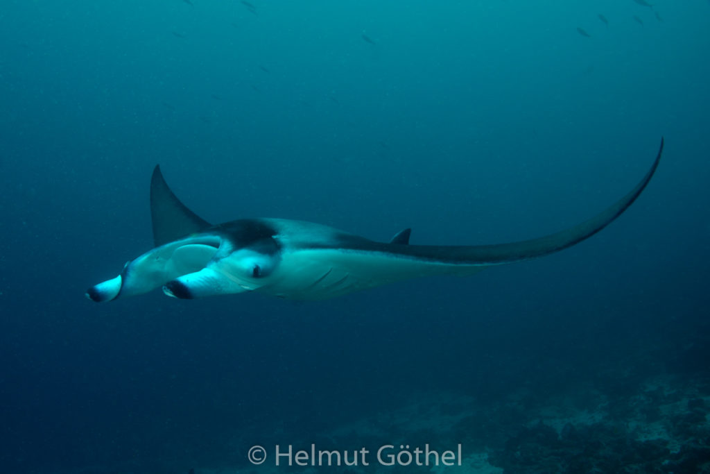 Manta alfredi, Riffmanta, MalEmbMaPo_2015-09-23, DSC_9382.jpg