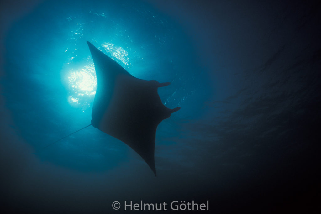 Manta birostris, Manta, Teufelsrochen, 003, MaBaMaPo_1991-06.jpg