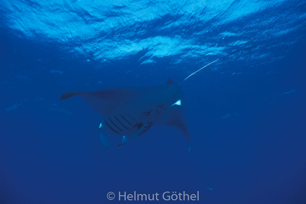 Manta birostris, Manta, Teufelsrochen, 006, RMHu_1990-03.jpg