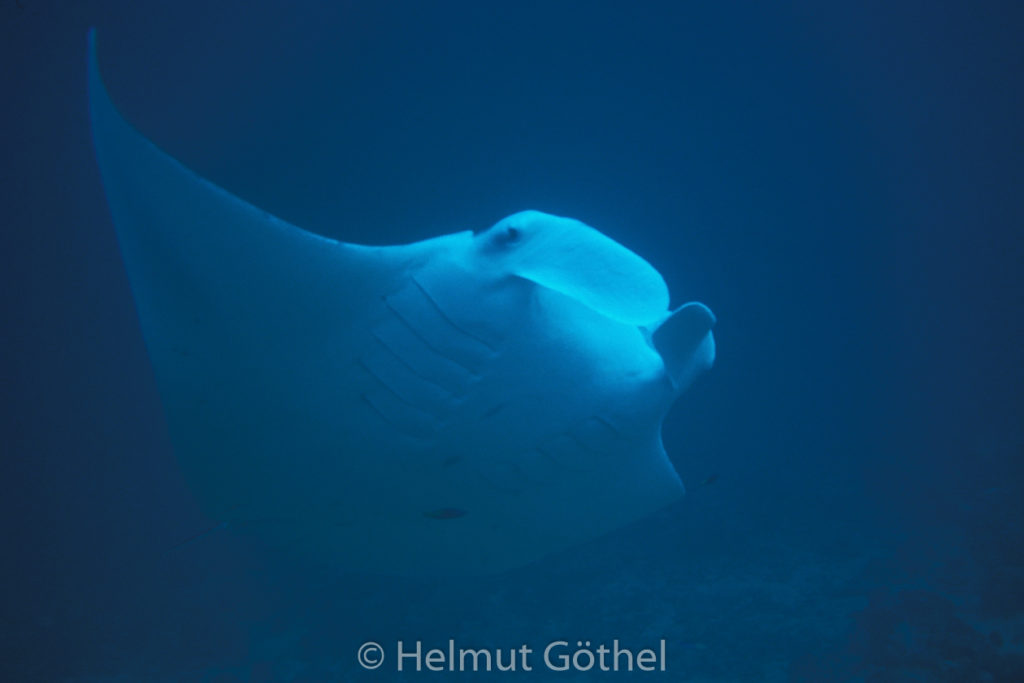 Manta birostris, Manta, Teufelsrochen, 016, MaBaMaPo_1991-06.jpg