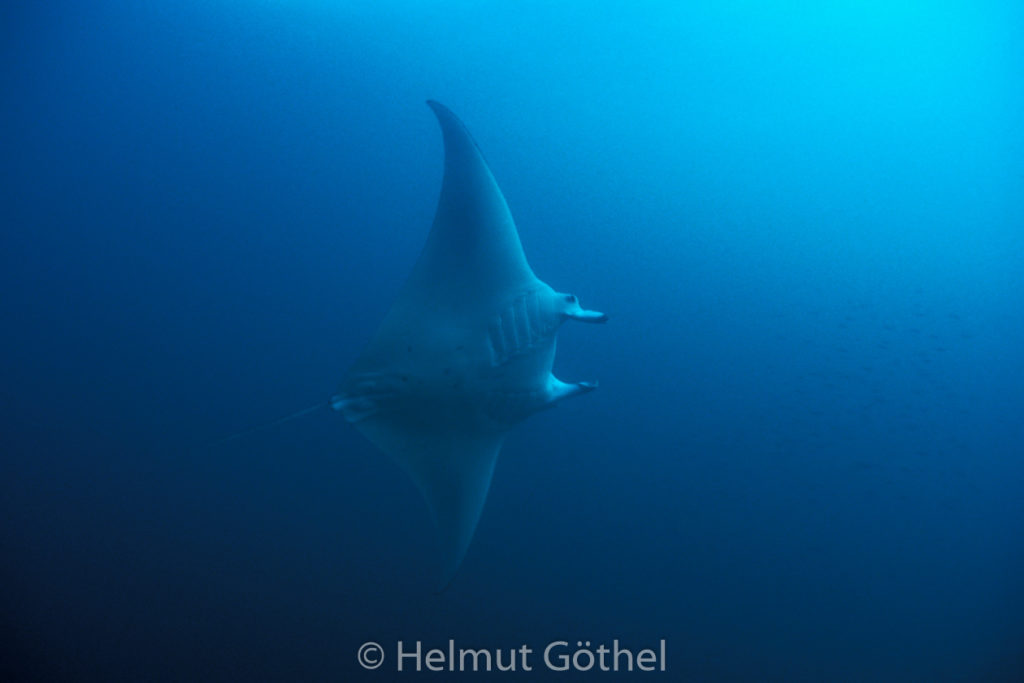 Manta birostris, Manta, Teufelsrochen, 019, MalBaMaPo_1991-06.jpg