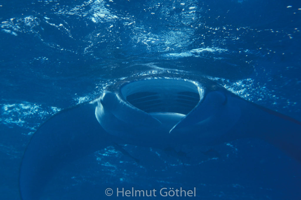 Manta birostris, Manta, Teufelsrochen, 019, RMHu_1990-03.jpg