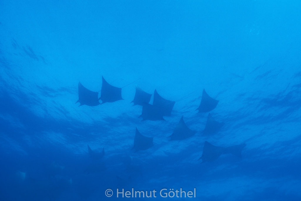 Manta hamiltoni, 001, GalSey_1996-10.jpg