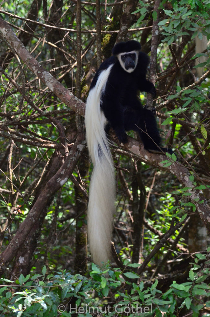 Mantelaffe, Guereza, Colobus guereza, TanAru_2017-02-23, TEL_2576.jpg