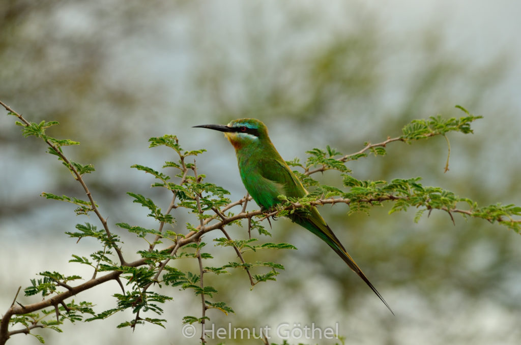 Merops persicus, Blauwangenspint, TanTarTarRiv_2017-03-04, TEL_7854.jpg