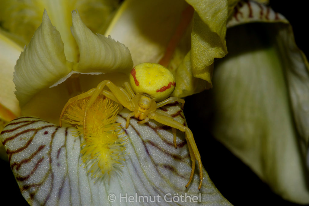 Misumena vatia, Veränderliche Krabbenspinne, HoGa_2008-05-18__IGP6101.jpg