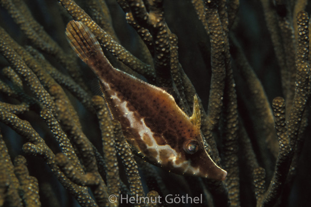 Monacanthus tuckeri, Schlanker Feilenfisch, 04, KarBe1991-10.jpg