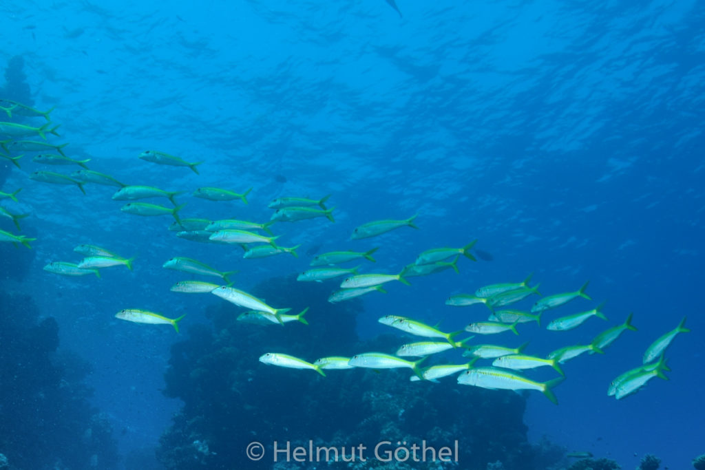 Mulloidichthys vanicolensis, Gelbflossenbarbe, RMUBHaRisü_2012-08-18, DSC_0538.jpg