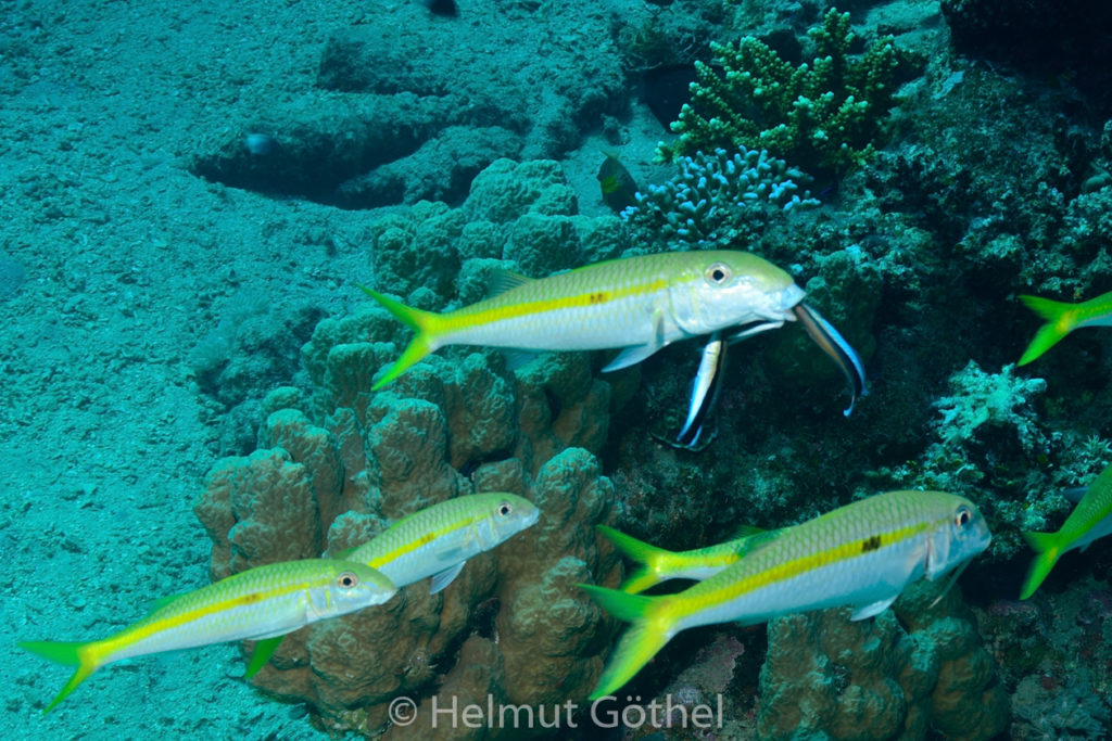 Mulloidichthys vanicolensis & Labroides dimidiatus, Gelbflossenbarbe & Gewöhnlicher Putzerfisch, RMUBHaRisü_2012-08-22, DSC_2671.jpg